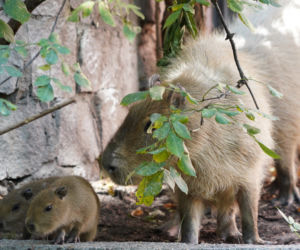 We wrocławskim zoo urodziły się kapibary