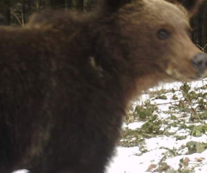 Bieszczady Niedźwiedzie szukają pożywienia we wsi [GALERIA]
