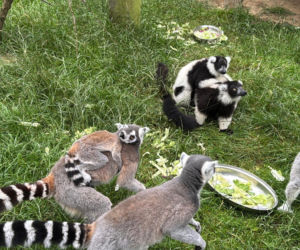 W zoo pod Lublinem urodził się lemur