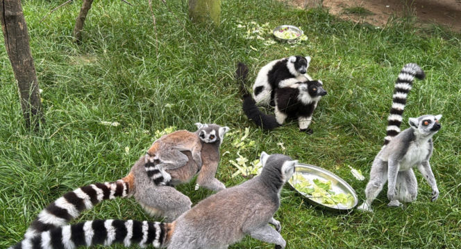 W zoo pod Lublinem urodził się lemur