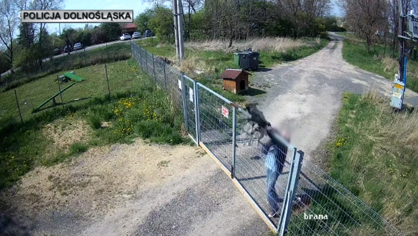 Sadysta rzucił psem przez ogrodzenie schroniska! Wszystko się nagrało. 
