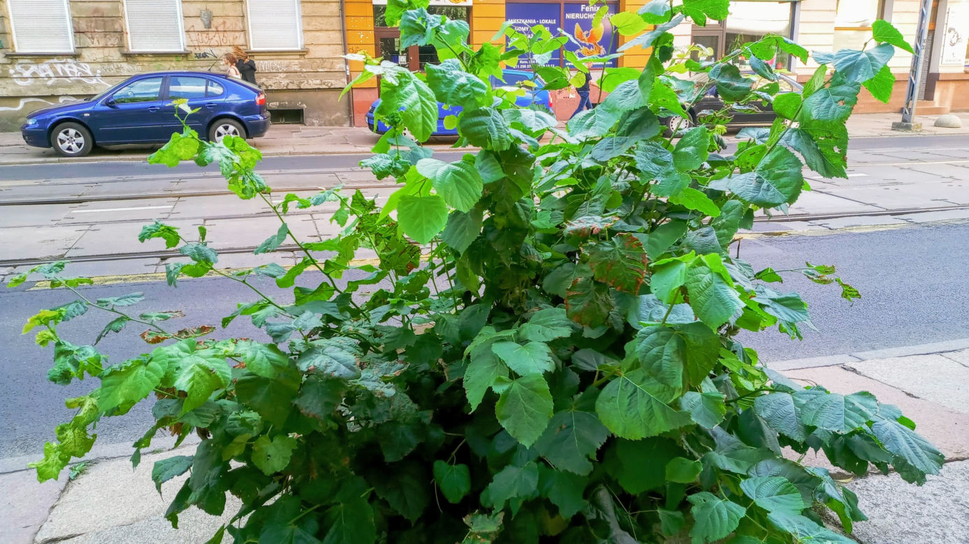 Wycięte drzewa w centrum Szczecina nagle odżyły