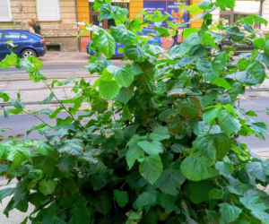 Wycięte drzewa w centrum Szczecina nagle odżyły