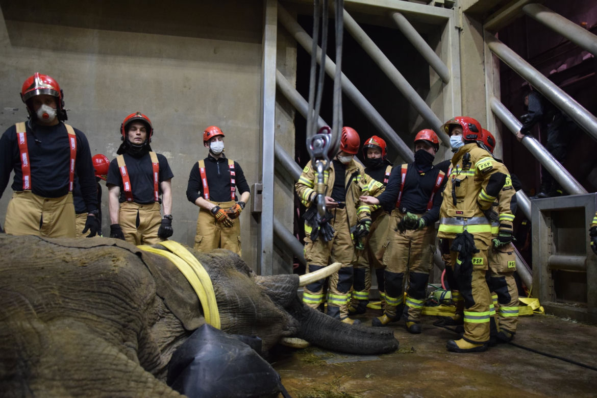 Dramatyczna akcja w poznańskim ZOO