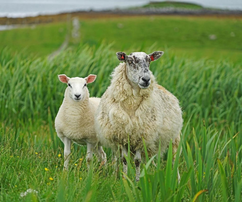 Kozy i owce zamiast kosiarek w Krakowie. Zadbają o miejskie łąki