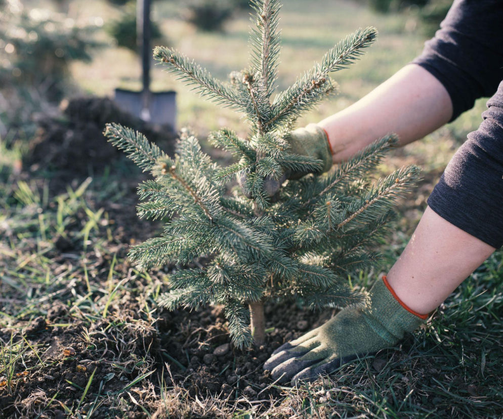 W jakiej ziemi sadzić świerki, żeby się przyjęły?