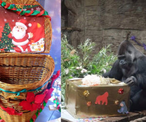 Warszawskie zoo zaprasza. Zrób święta gorylowi