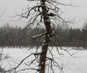Jabłoń
