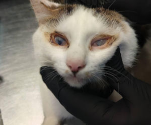 Horror we Wrocławiu! 46 kotów w jednym mieszkaniu. Głodne, niewidome, bez wody