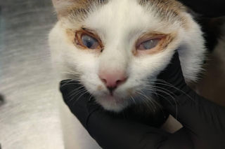 Horror we Wrocławiu! 46 kotów w jednym mieszkaniu. Głodne, niewidome, bez wody