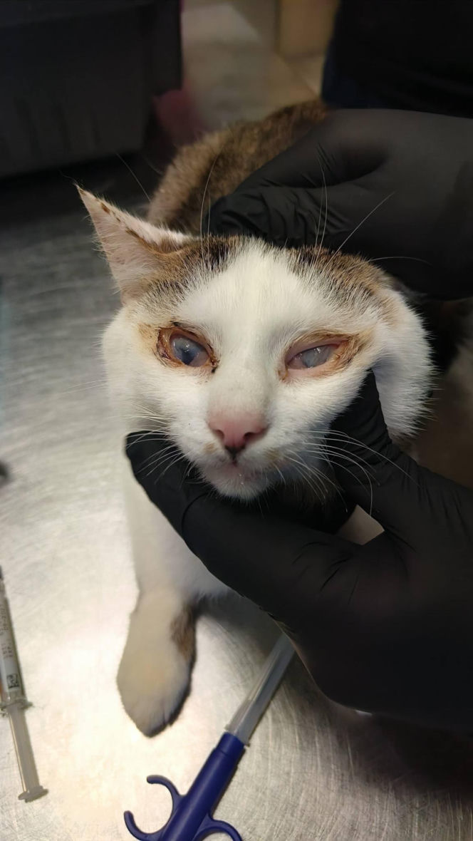 Horror we Wrocławiu! 46 kotów w jednym mieszkaniu. "Głodne, niewidome, bez wody"