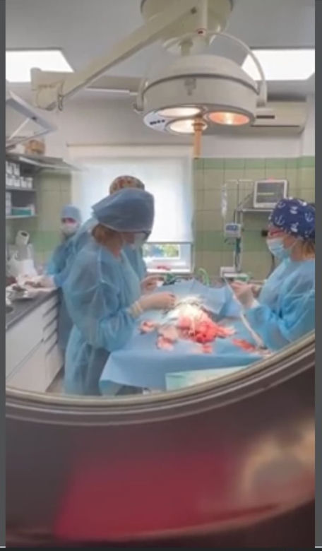 Suczka Alisa przyjechała z Ukrainy do Polski na cesarskie cięcie [GALERIA]