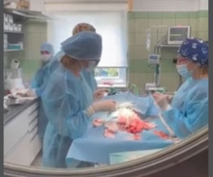 Suczka Alisa przyjechała z Ukrainy do Polski na cesarskie cięcie [GALERIA]