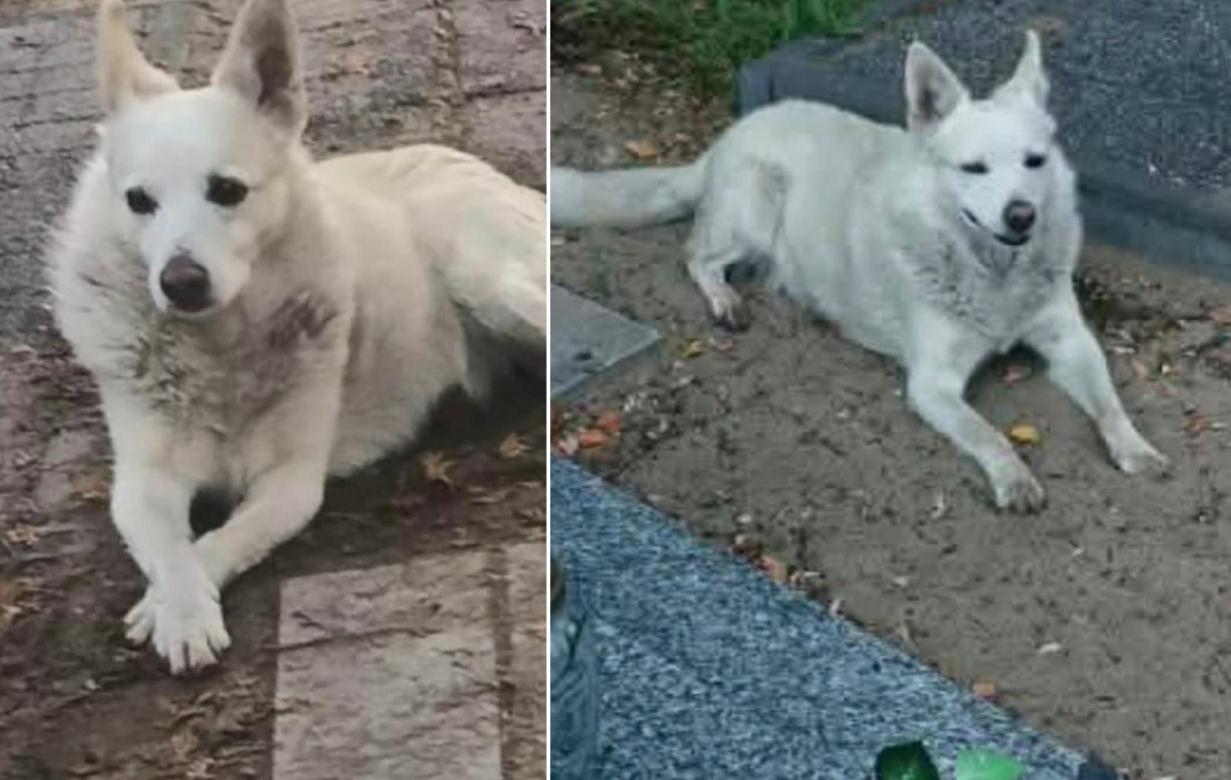 Bydgoszcz żegna wyjątkowego psa. Rex przez 10 lat mieszkał na cmentarzu. "Żył po swojemu, tak jak chciał"