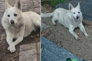 Wybrał cmentarz na swój dom. Rex odszedł po 10 latach. „Żył po swojemu, tak jak chciał”
