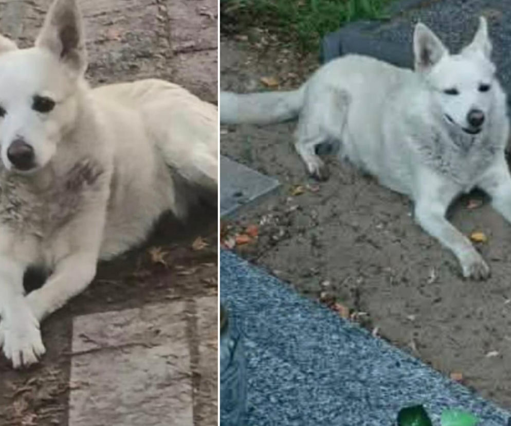 Dwa zdjęcia psa Rexa leżącego na ziemi. O historii psa z cmentarza przeczytasz na Eska Bydgoszcz.