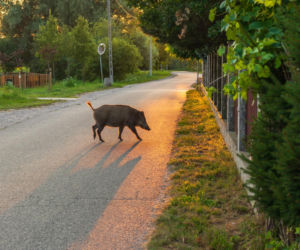 Dziki