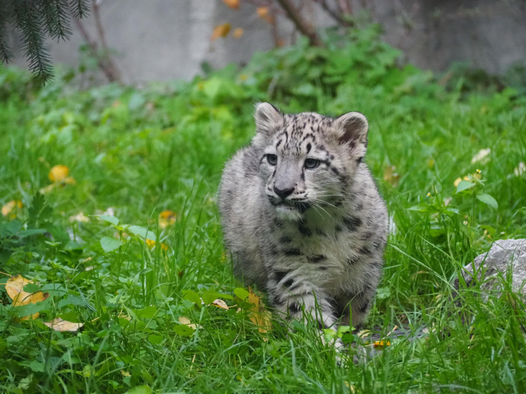 Irbisy z warszawskiego zoo. Harce młodych kotów