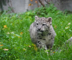 Irbisy z warszawskiego zoo. Harce młodych kotów