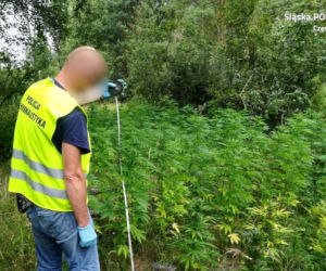 Koniecpol: Zlikwidowali plantację konopi. Wartość narkotyków szacuje się na ponad 500 tys. zł.