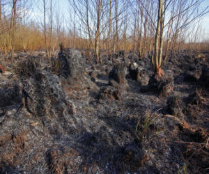 Biebrzański Park Narodowy UGASZONY. Zobacz, jakie zniszczenia spowodował ogień