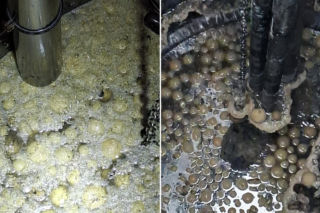 Pączki zapchały wodociąg w Wielkopolsce! Były ich dziesiątki