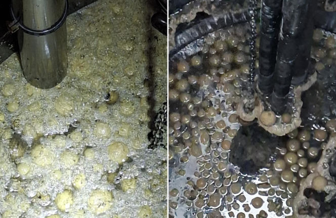 Pączki zapchały wodociąg w Wielkopolsce! Były ich dziesiątki