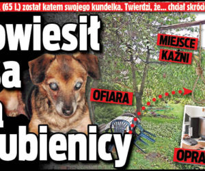 Powiesił psa na szubienicy