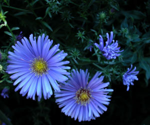 Aster krzaczasty 