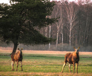 Podlaska fauna