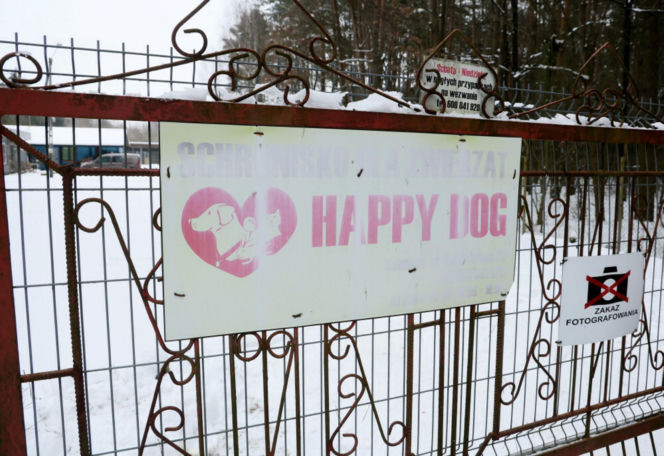 „Maszynka do mielenia mięsa i pałki z krwią”. Kulisy zamknięcia schroniska „Happy Dog”. Co dalej?