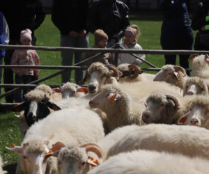 Wiosenny redyk w Ludźmierzu