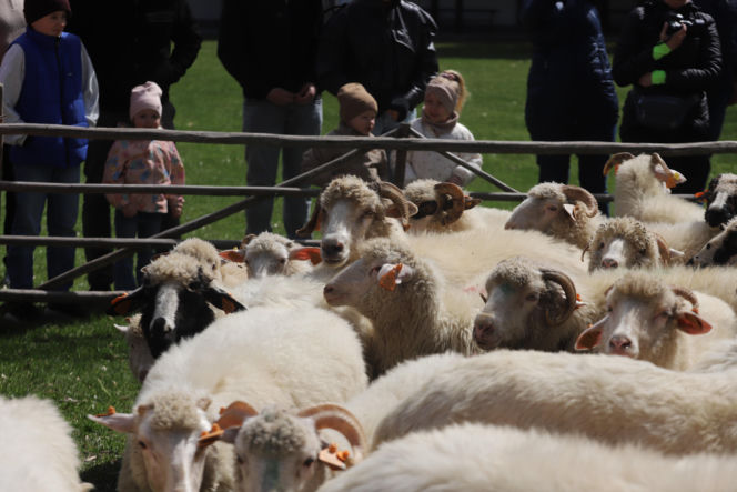 Wiosenny redyk w Ludźmierzu