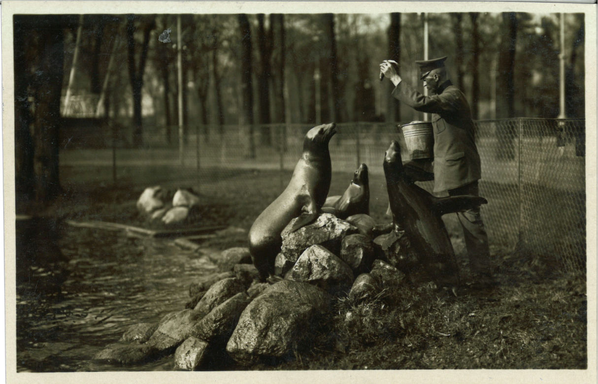 Niezwykłe pocztówki z wrocławskiego zoo. Pamiętają czasy Breslau! [ZDJĘCIA] 