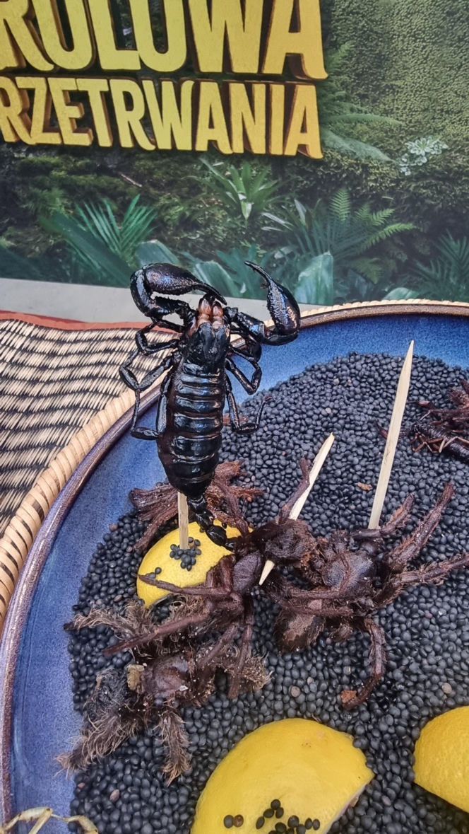 "Królowe przetrwania" reagują na pierwszy odcinek. Śmiech, łzy i marsowe miny