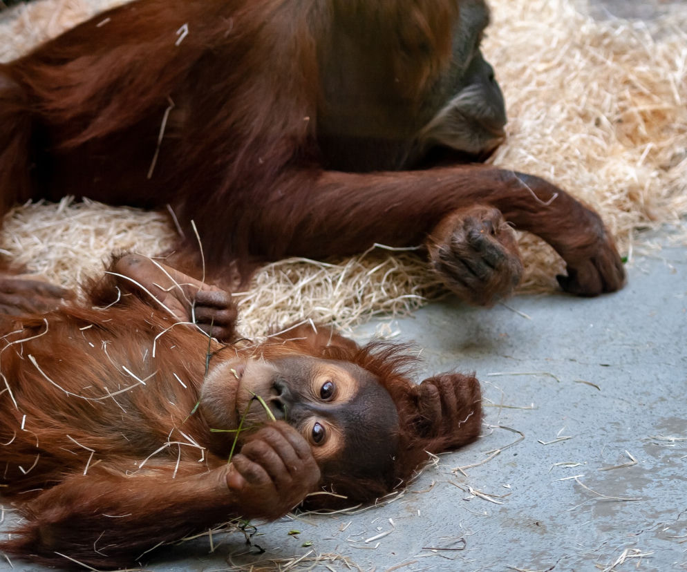 Warszawskie ZOO ogłosiło kolejną zbiórkę. Podpowiadamy, jak można pomóc ukraińskim zwierzętom