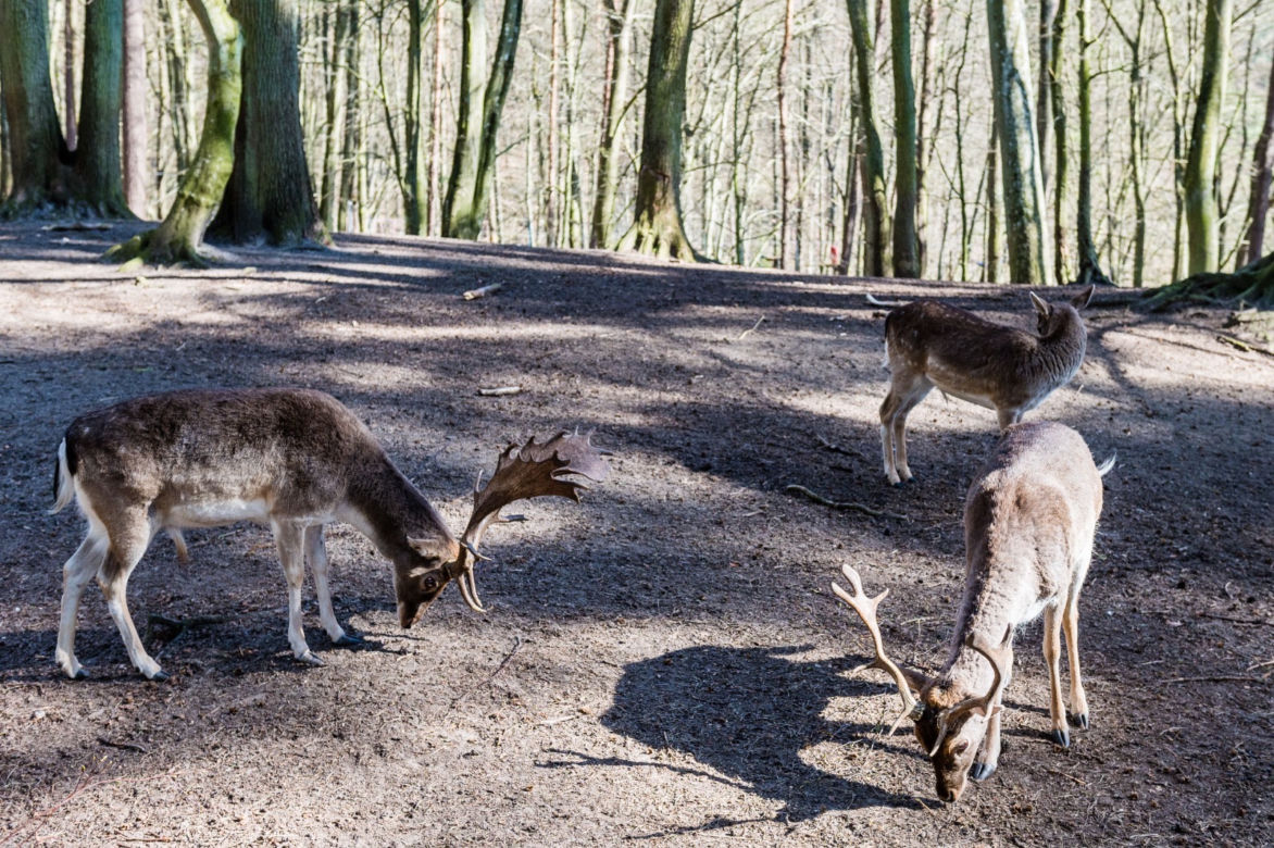 Koronawirus w Trójmieście. Zwierzęta z zoo tęsknią za ludźmi