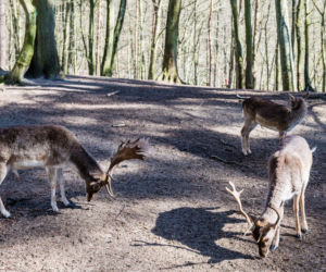 Koronawirus w Trójmieście. Zwierzęta z zoo tęsknią za ludźmi