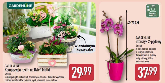 kwiaty na Dzień Matki w Aldi
