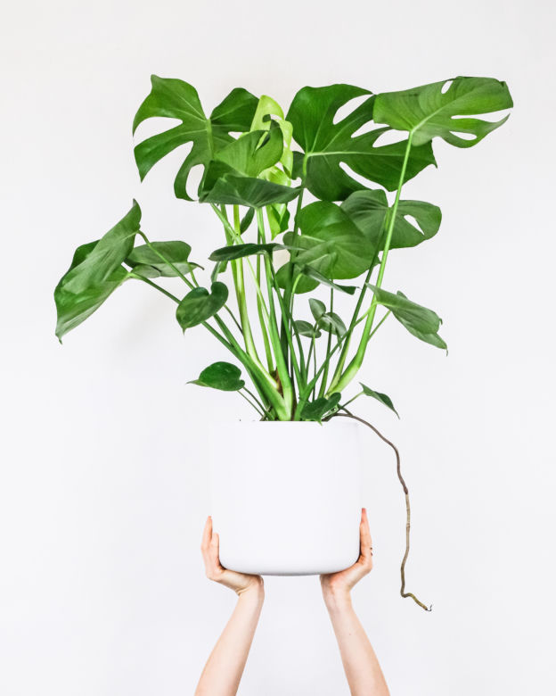 Monstera dziurawa (monstera deliciosa)
