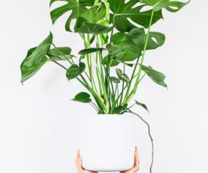 Monstera dziurawa (monstera deliciosa)
