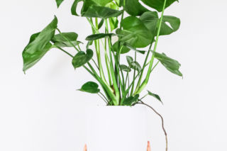 Monstera dziurawa (monstera deliciosa)
