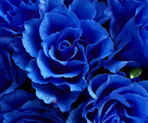 Tych kwiatów nie kupuj, jeśli nie chcesz spać w salonie. Nie uwierzysz, co oznaczają!