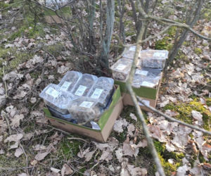 Dziesiątki pudełek winogron wyrzucono do lasu na Soplicowie