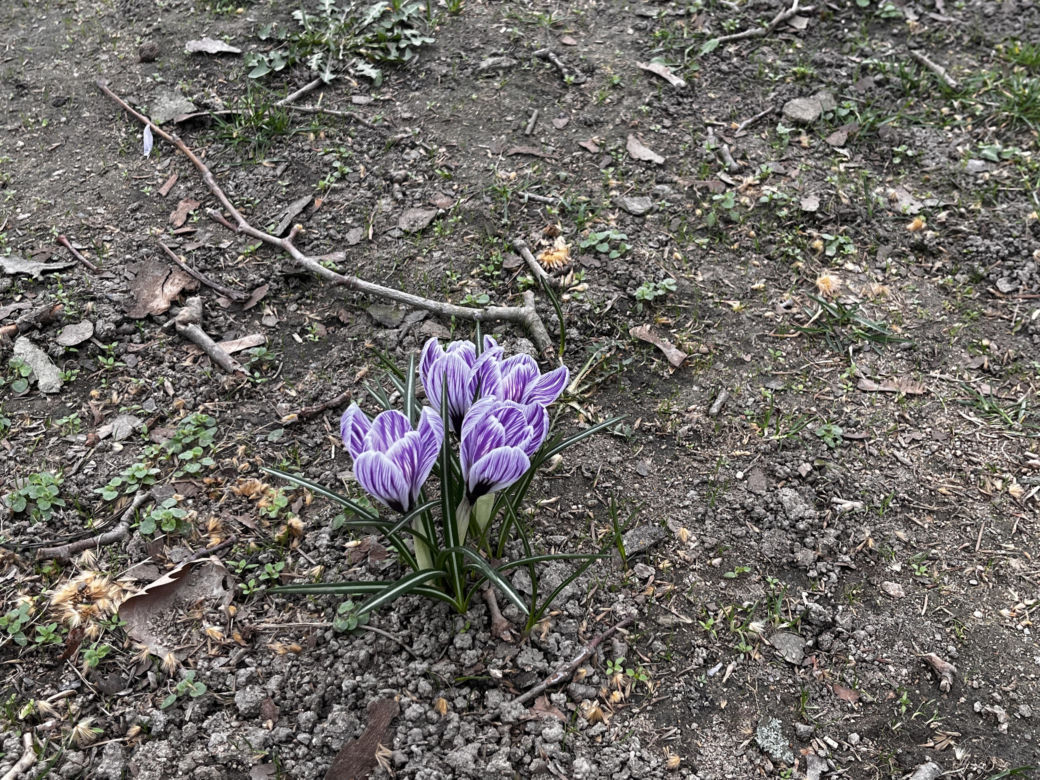 Krokusy w Szczecinie 