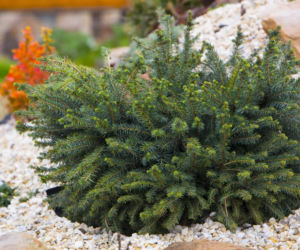 Miniaturowe iglaki