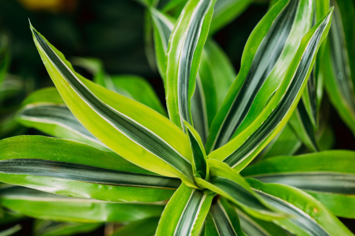 Dracena wonna