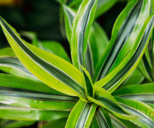 Dracena wonna