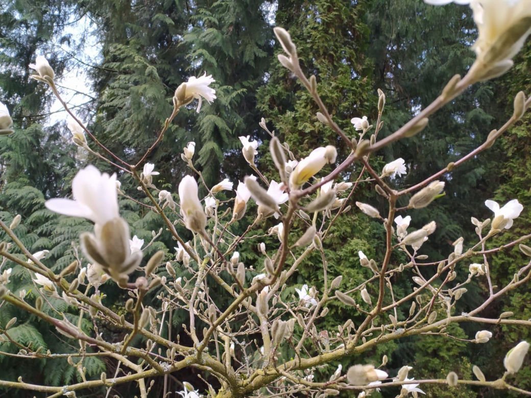 Wiosna w Arboretum Kórnickim