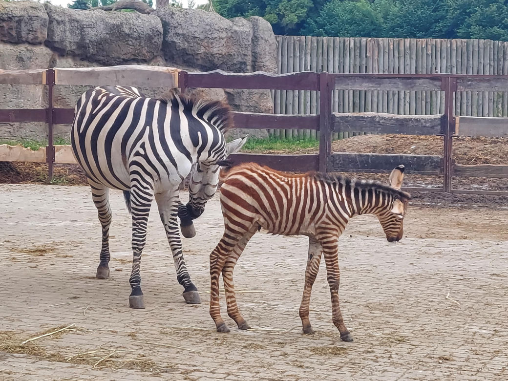 Mała zebra w zamojskim ZOO